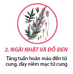 Phượng mẫu đan