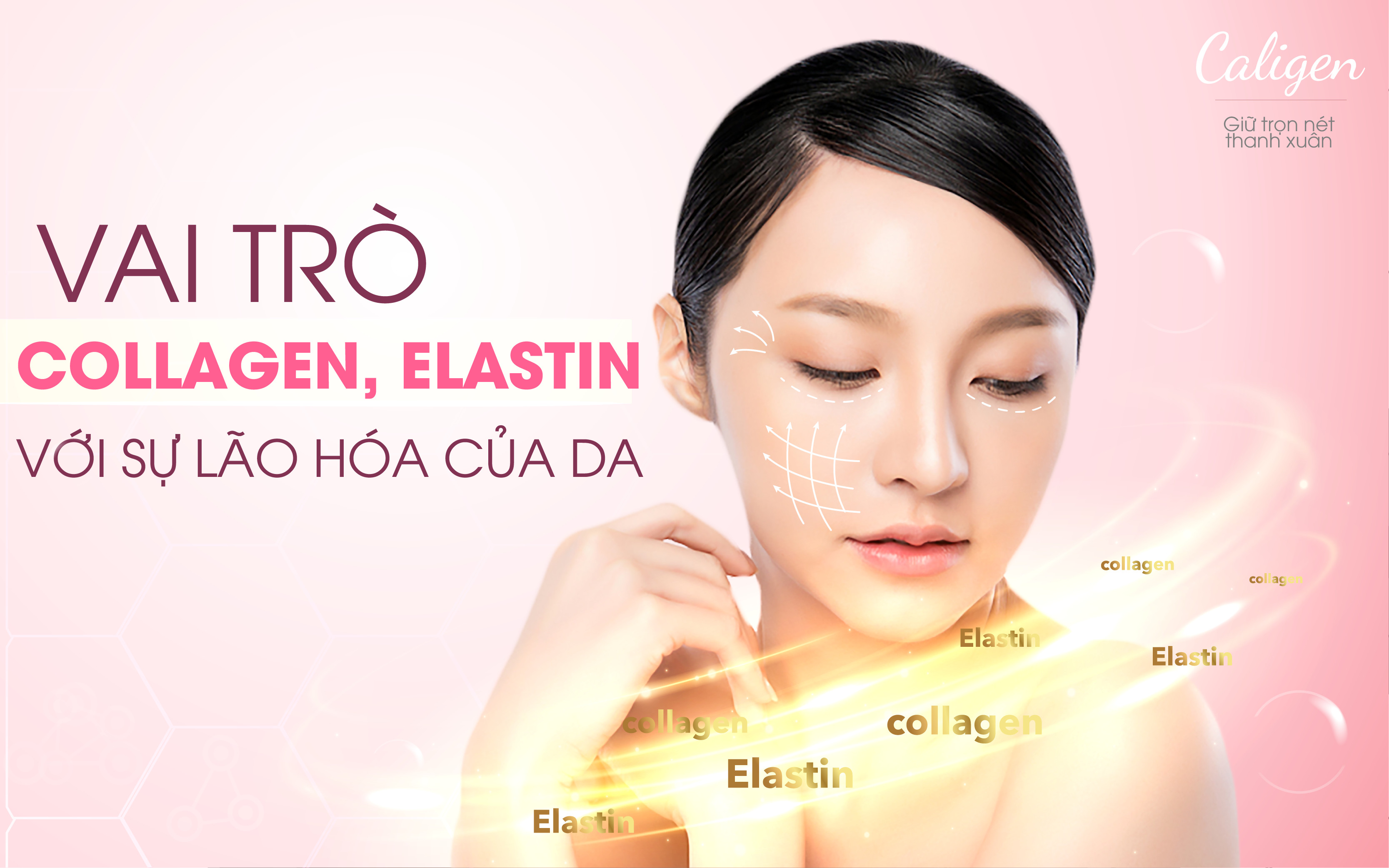 Vai trò của Collagen và Elastin với sự lão hóa của da