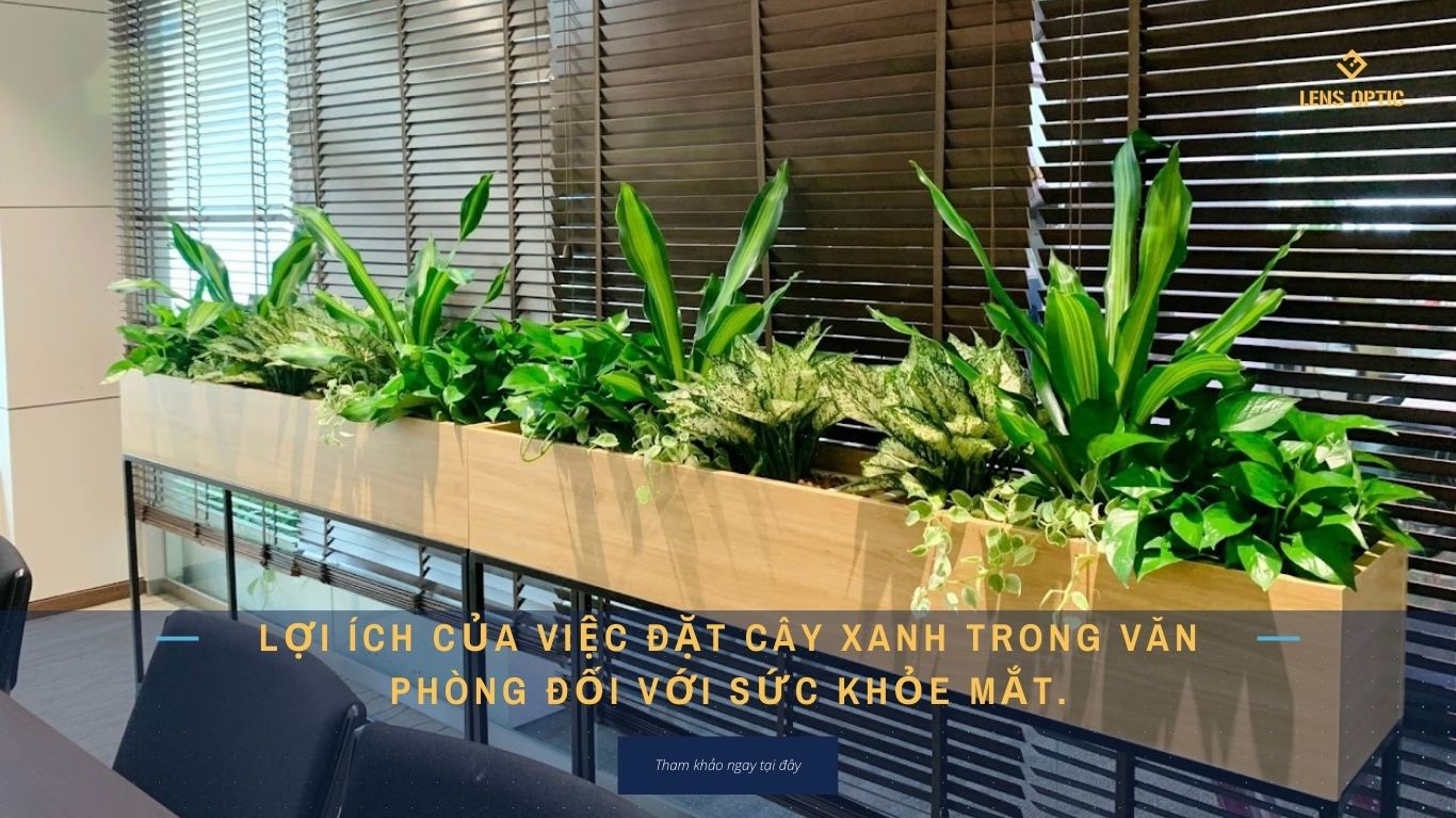 LỢI ÍCH CỦA VIỆC ĐẶT CÂY XANH TRONG VĂN PHÒNG ĐỐI VỚI SỨC KHỎE MẮT