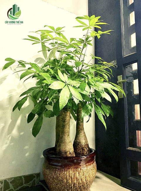 Cây Vương Thế Gia - Chuyên bán và cung cấp cây xanh văn phòng Cay-kim-ngan-1