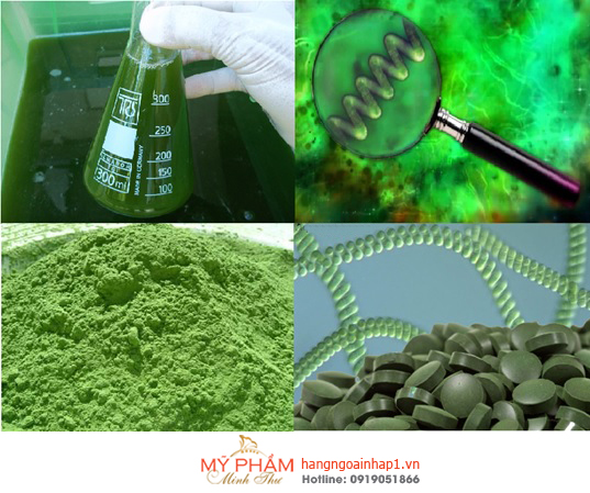 Tảo xoắn Spirulina Nhật Bản hộp vàng - 2200 viên
