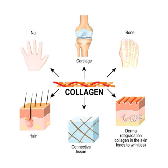 Collagen tươi có tác dụng gì? Collagen tươi có tác dụng gì?