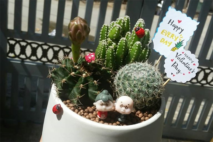 Danh sách các Địa chỉ bán xương rồng đẹp nhất Vũng Tàu