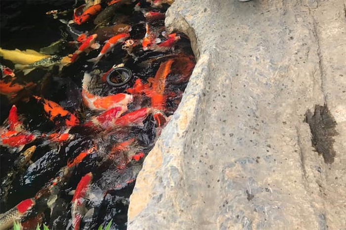 Danh sách các quán cà phê cá koi thu hút khách nhất tại Vũng Tàu