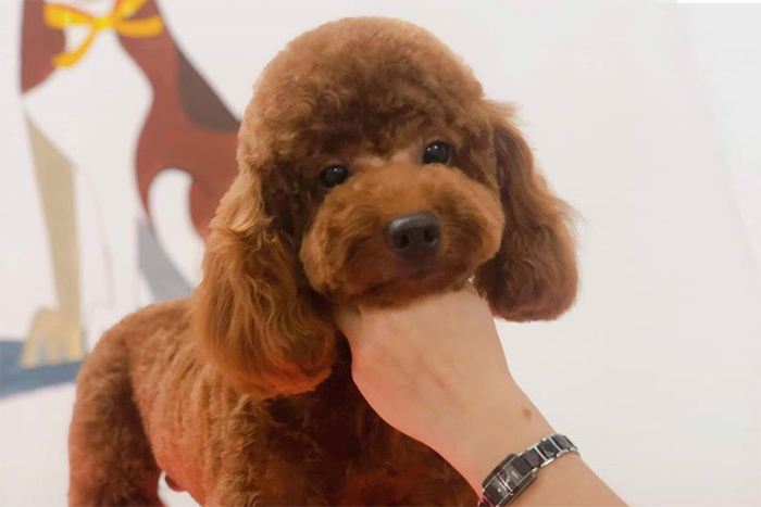 Danh sách các Dịch vụ cắt tỉa lông thú cưng uy tín nhất tại Bà Rịa Vũng Tàu