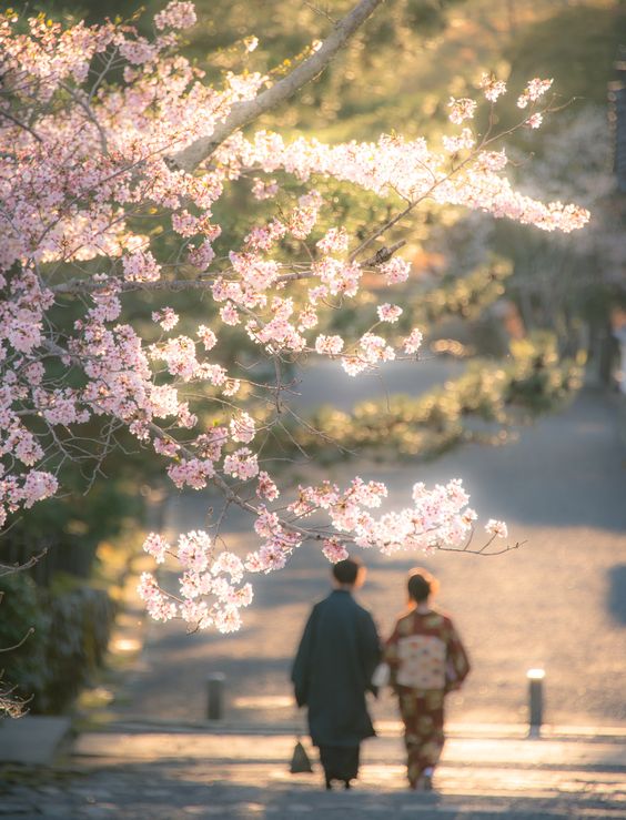 Vẻ Đẹp Khó Quên Tại Lễ Hội Ngắm Hoa Anh Đào Hanami Nhật Bản.