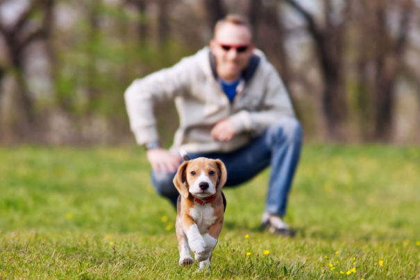 TỰ HUẤN LUYỆN CÚN CON