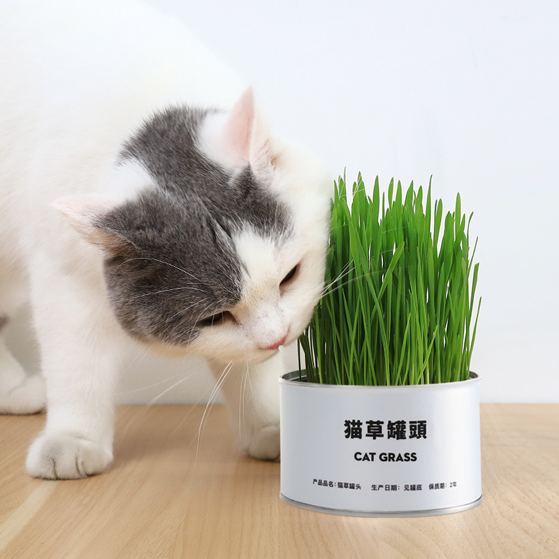 Bộ Trồng Cỏ Bạc Hà Catnip Cho Mèo