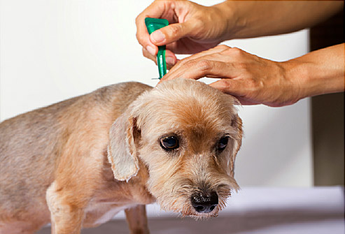 Chẩn đoán bệnh ngoài da ở chó thường hay gặp phải 3 bệnh ngoài da ở chó