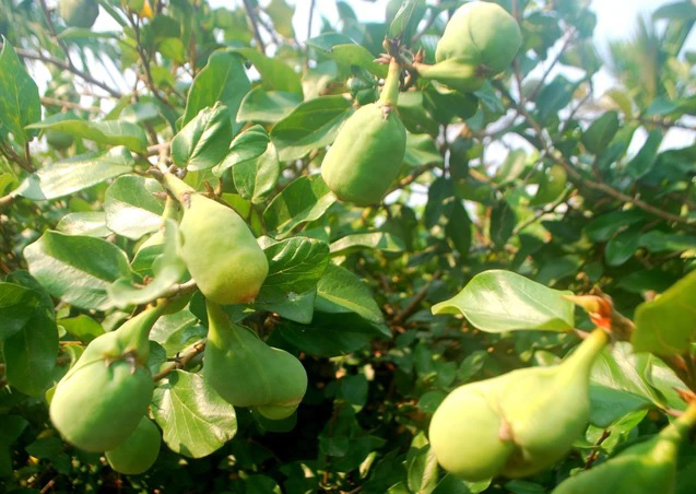 Cây Trâu Cổ (Mác Púp): Vị Thuốc Quý Cho Sức Khỏe