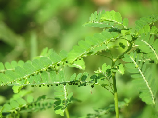 Diệp Hạ Châu - Công năng và tác dụng 