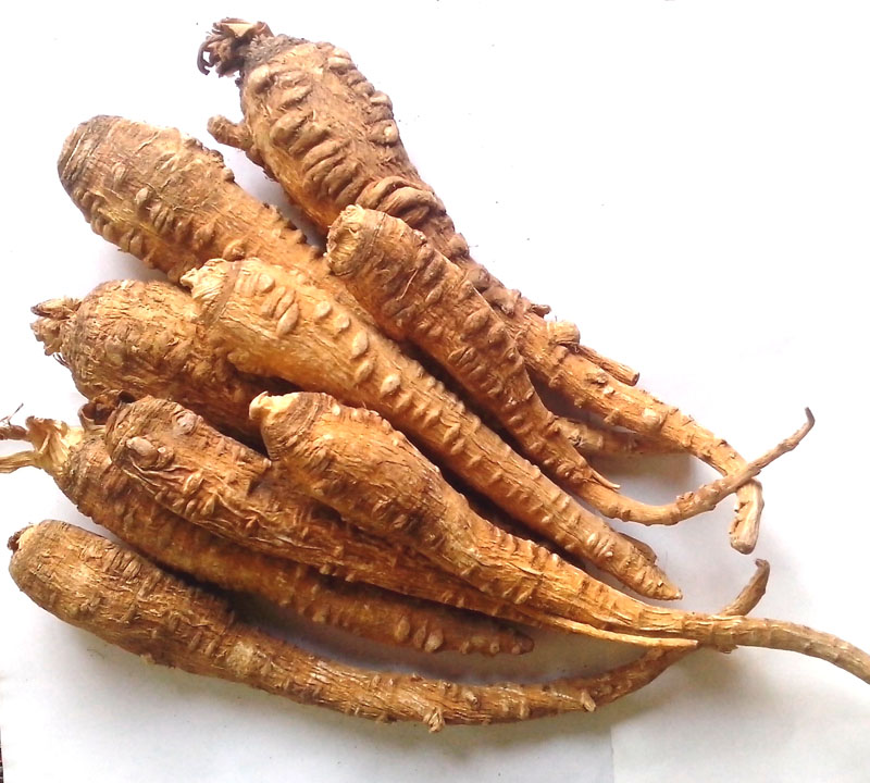 Bạch chỉ nam