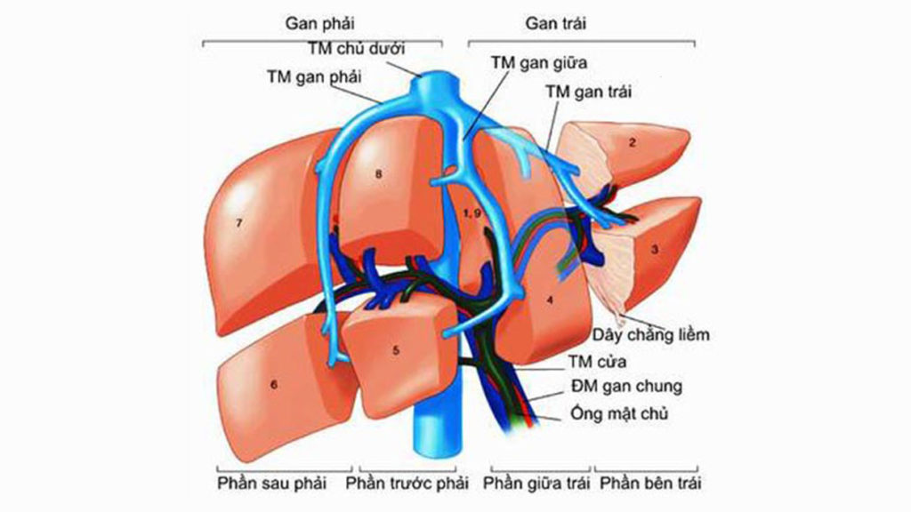 Vai trò chức năng của Gan