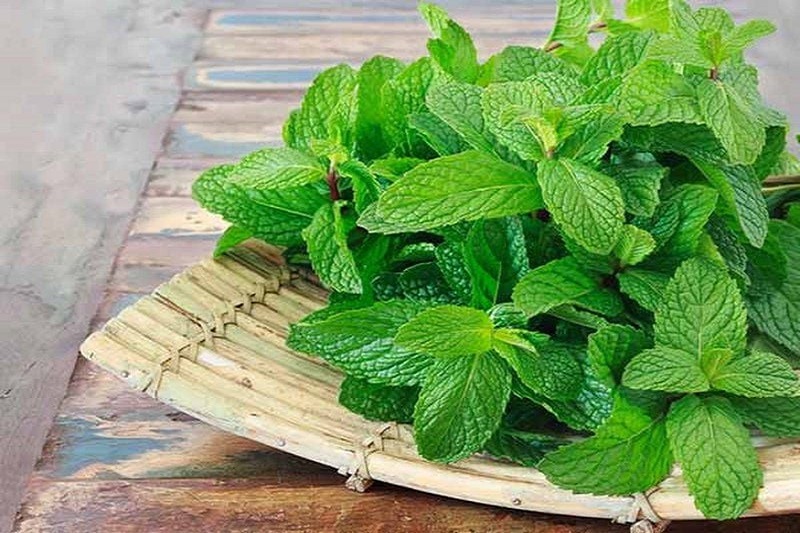 Tinh dầu bạc hà có tác dụng làm mát, giảm đau, thông mũi, giúp giảm đau đầu do nghẹt mũi.