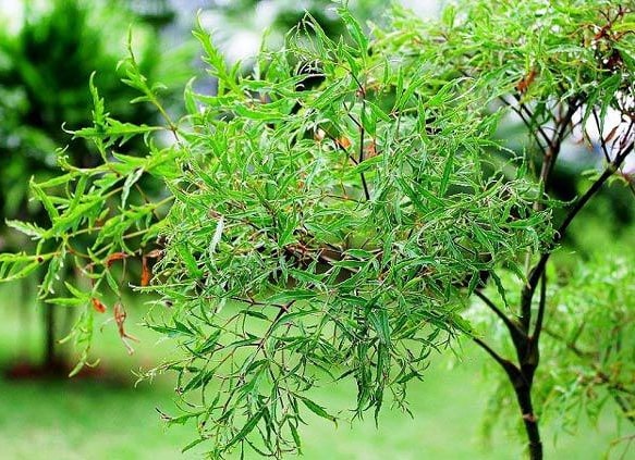 Cay đinh Lăng Với Những Cong Dụng Tuyệt Vời Phong Kham đong Y Phuc Thanh Cay đinh Lăng Với Những Cong Dụng Tuyệt Vời Phong Kham đong Y Phuc Thanh