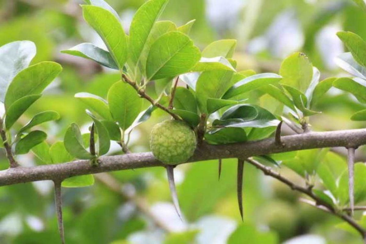 Thân và cành có nhiều gai cong quặp xuống trông như mỏ con quạ. Lá mọc so le, cuống lá mảnh, có lông