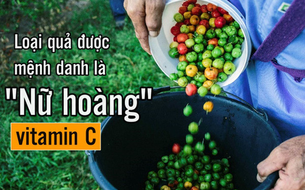 Acerola cherry được mệnh danh "Nữ hoàng" vitamin C