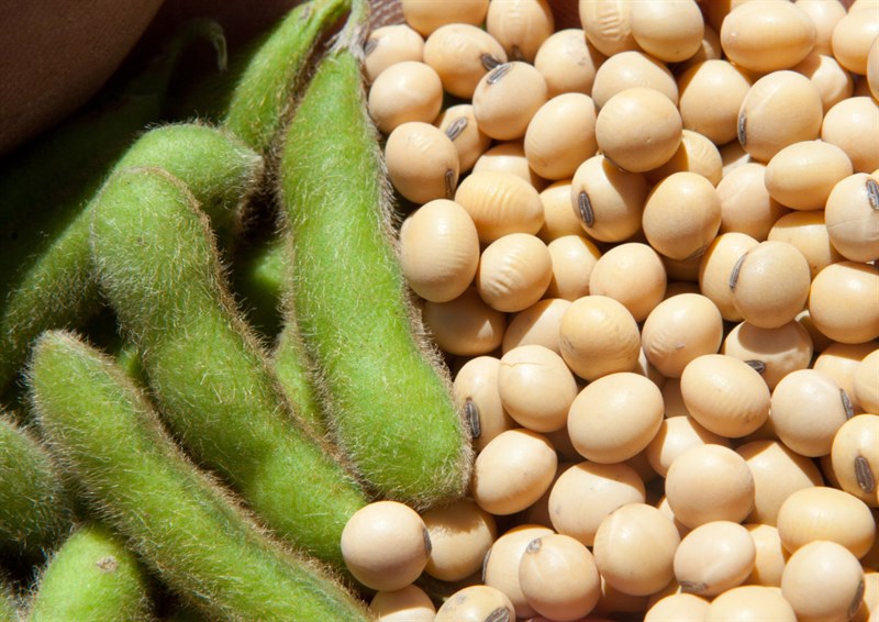 Hạt đậu nành có giá trị dinh dưỡng cao, giàu hàm lượng đạm protein