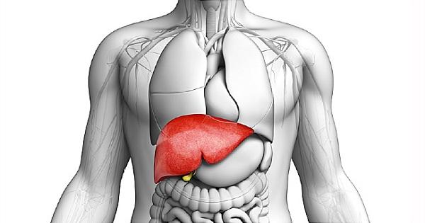 Gan là bộ phận cực kì quan trọng đối với cơ thể