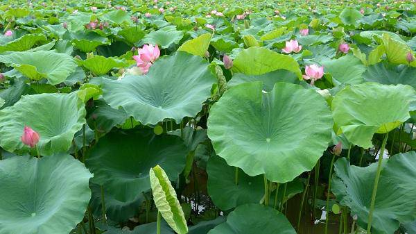 Lá sen phơi khô nấu nước pha trà uống có tác dụng giảm cân, trị mỡ máu, hạ huyết áp...