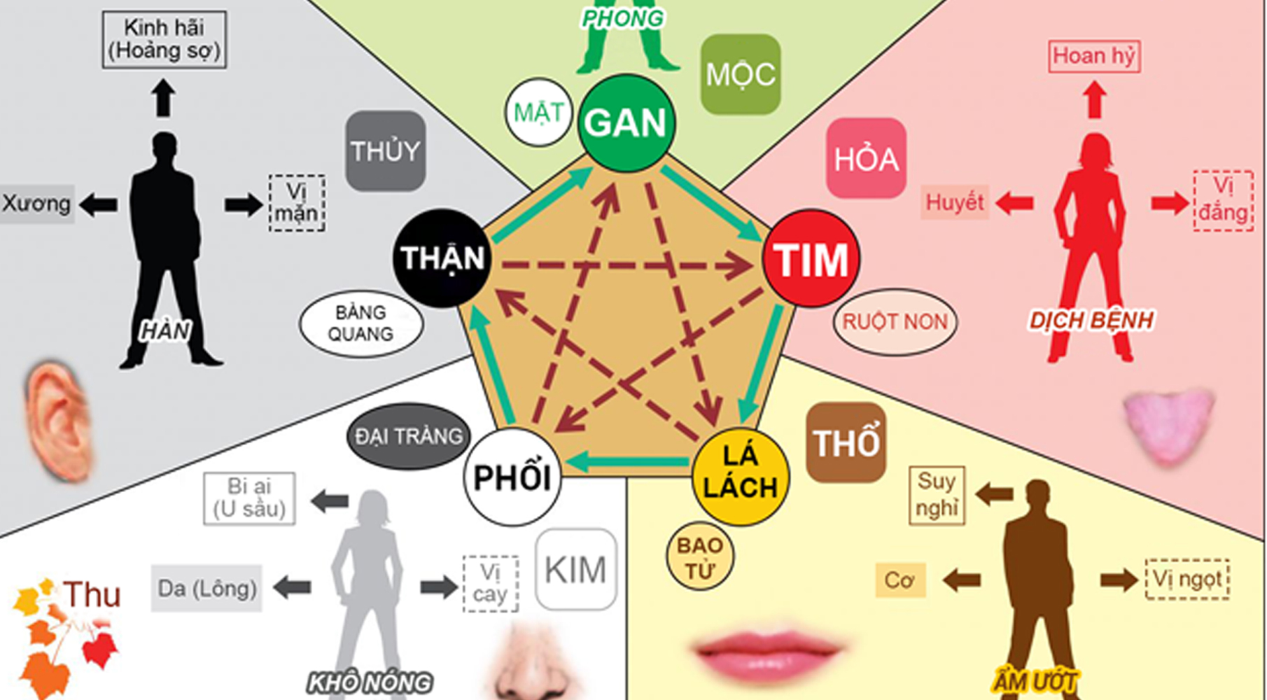 Lục phủ ngũ tạng và ngũ hành