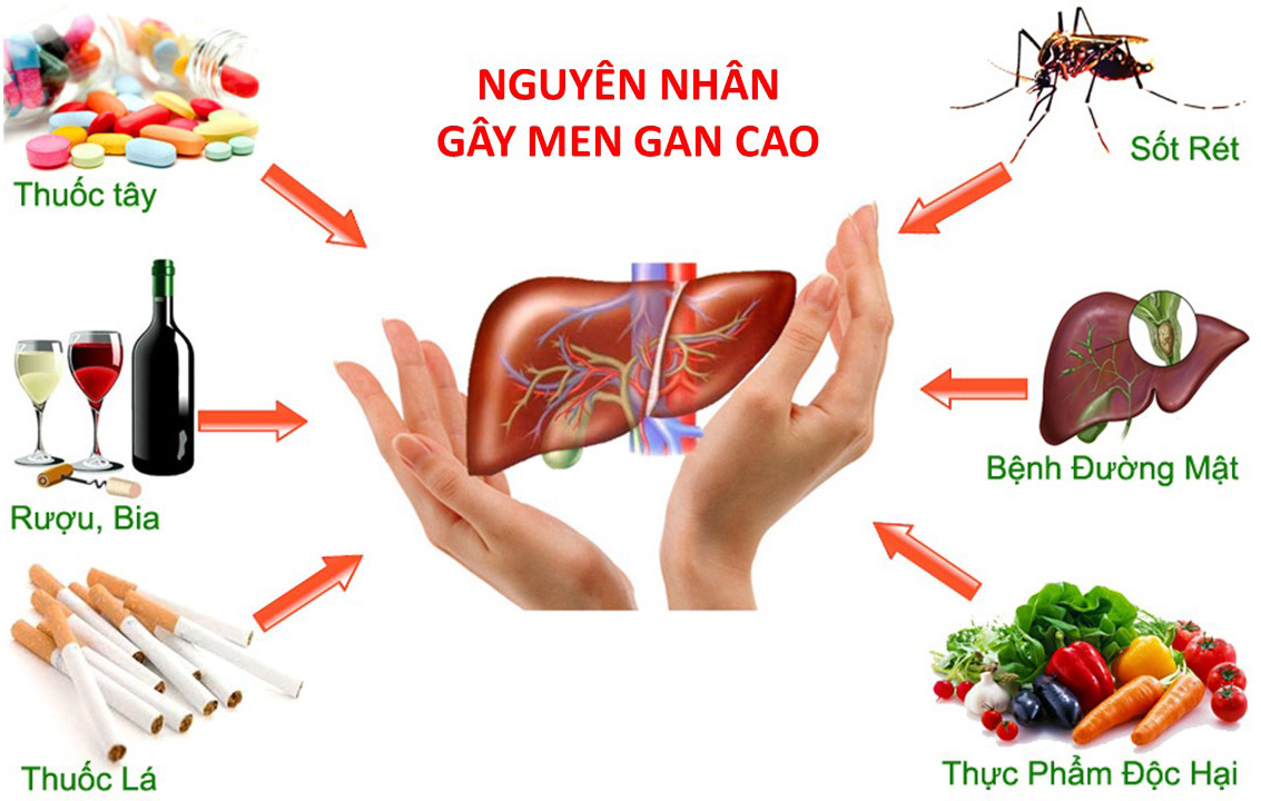 Các nguyên nhân gây men gan cao