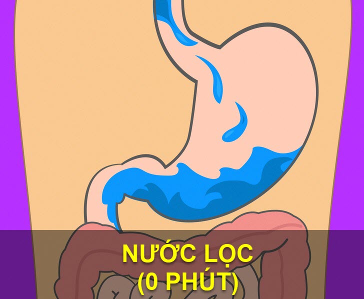 Nước - Thời gian tiêu hóa: nhanh, gần như lập tức.