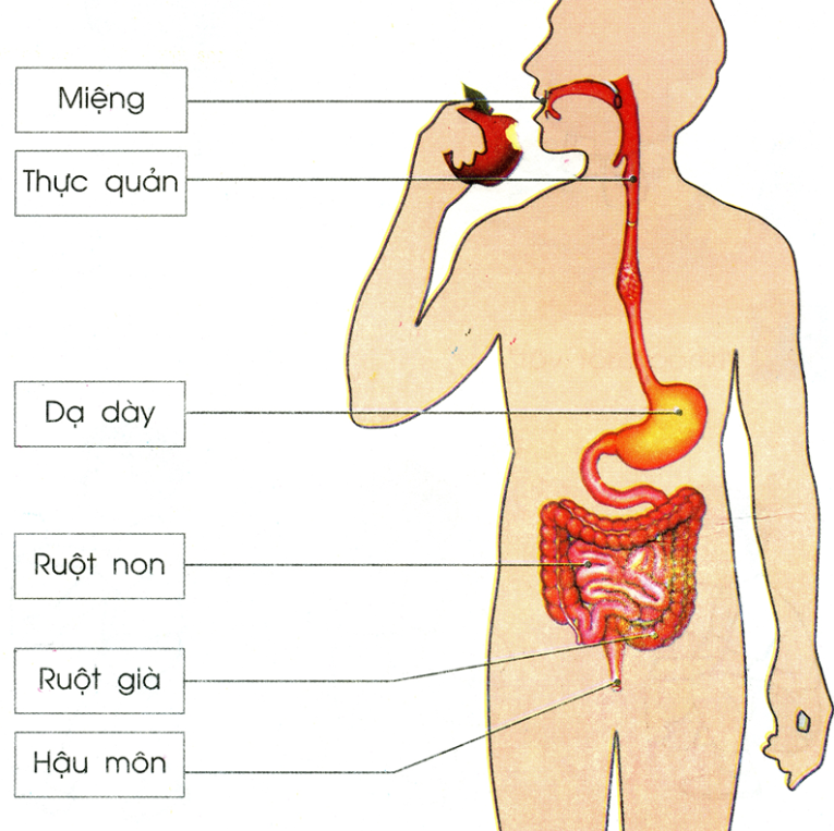 Hệ thống tiêu hóa