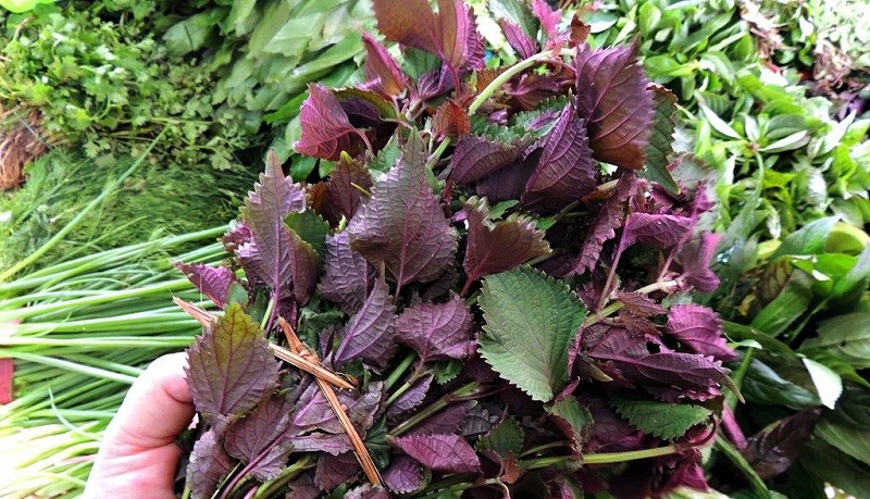 Lá tía tô có lợi ích gì cho sức khỏe 2 Tác dụng của tía tô đối với sức khỏe Phòng khám Đông y Phúc Thành