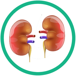 Thận tiết niệu