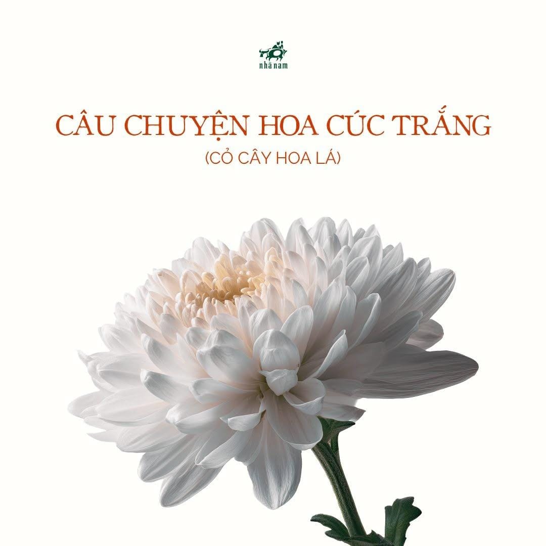 CÂU CHUYỆN VỀ HOA CÚC TRẮNG