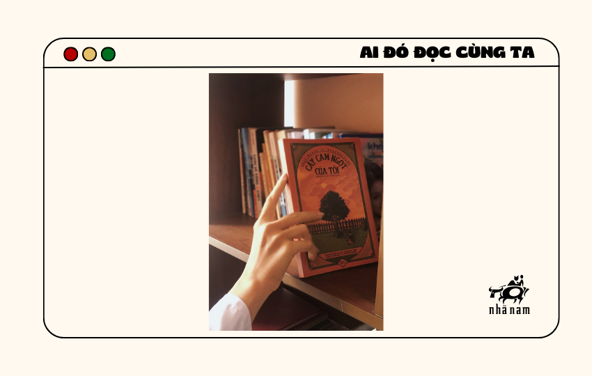 MS339 - Cây cam ngọt của tôi - Ngọc Linh