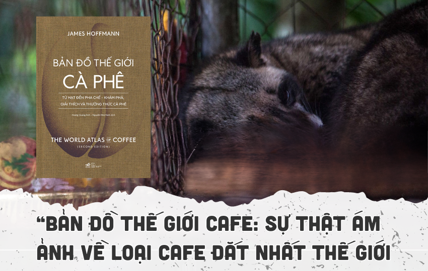 Sự thật ám ảnh về loại cafe đắt nhất thế giới