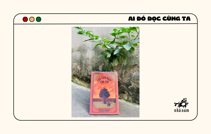 MS114 - Cây cam ngọt của tôi - Hanah