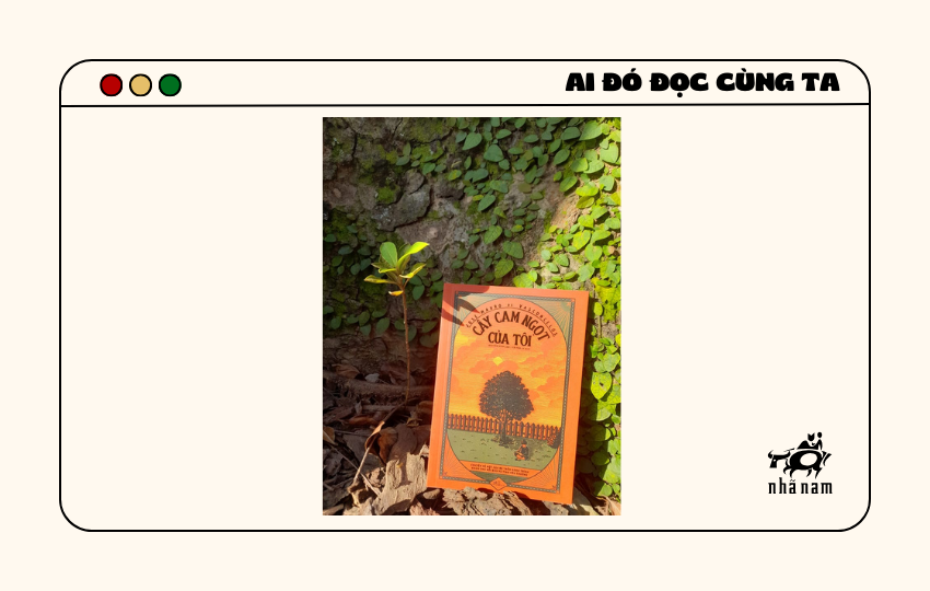 MS036 - Cây cam ngọt của tôi - Ngọc Anh