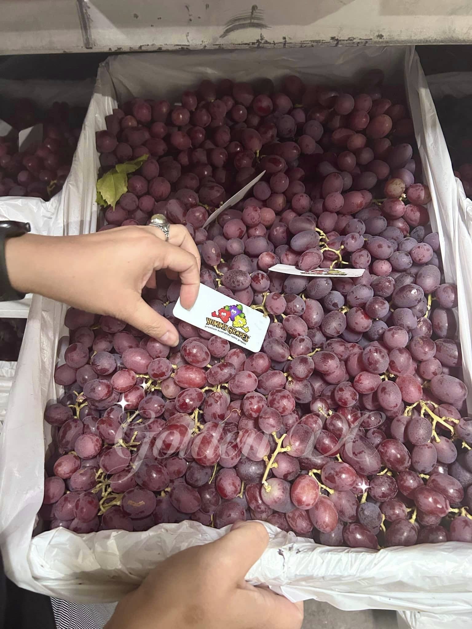 Nho đỏ Crunchy Pop Úc