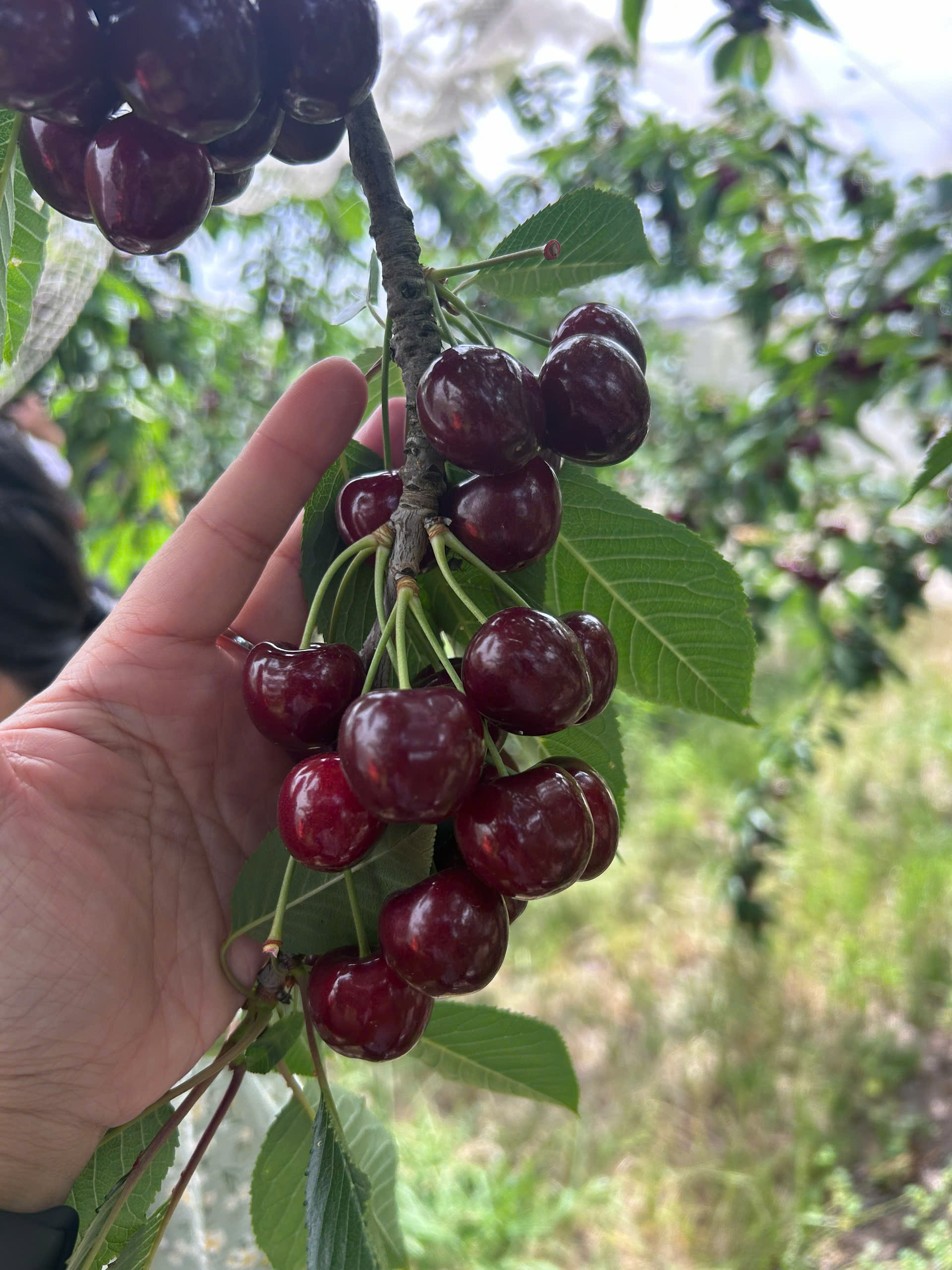 Cherry Premium Tasmania Úc