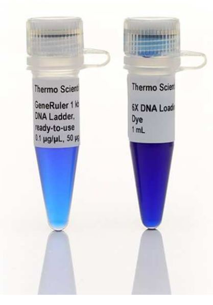 Thermo Scientific GeneRuler™ DNA Ladders (Thang DNA điện di) | CÔNG TY ...
