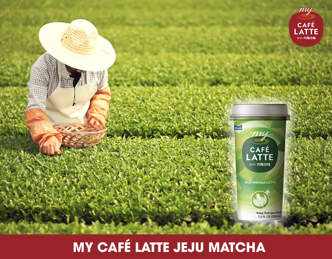 Lá trà xanh đảo JeJu Hàn Quốc - Nguyên liệu thượng hạng để tạo ra một ly My Café Latte