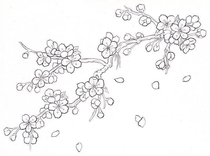 How to draw simple apricot flowers  Drawing beautiful New Year apricot  flowers  193  YouTube