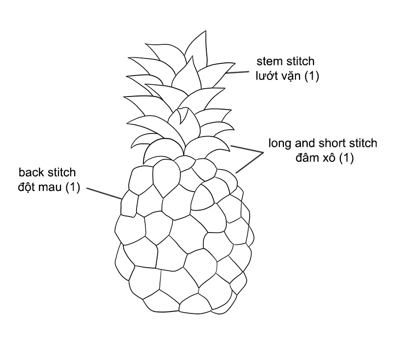 Cấu tạo quả dứa: Khám phá chi tiết và lợi ích sức khỏe tuyệt vời