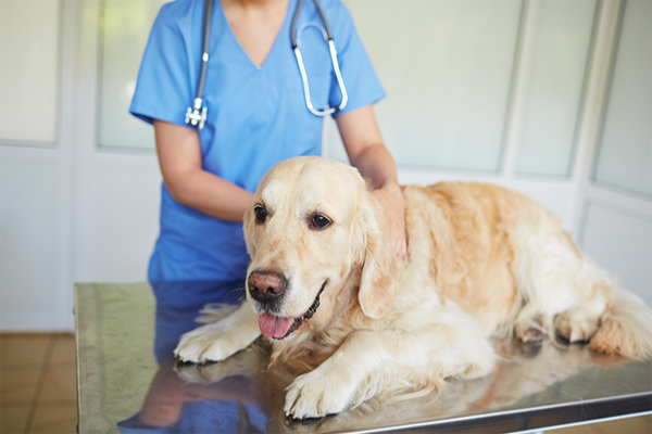 Khám tổng quát cho chó | nanavet.com