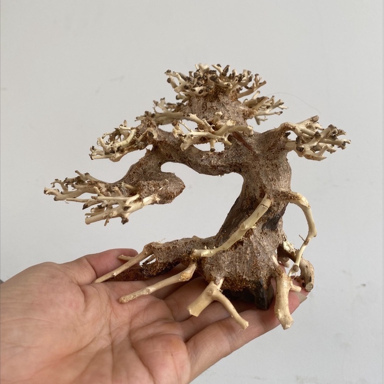 lua-bonsai-mini-sieu-dep-cho-be-thuy-sinh