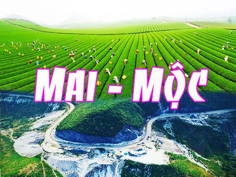 Kinh Nghiệm Đi Tour Du Lịch MAI CHÂU - MỘC CHÂU Giá Rẻ