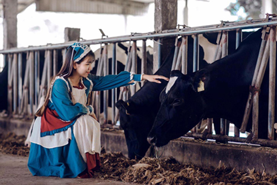 Kinh Nghiệm Đi Trang Trại Du Lịch Bò Sữa Dairy Farm Mộc Châu - Dulich.Pro.Vn