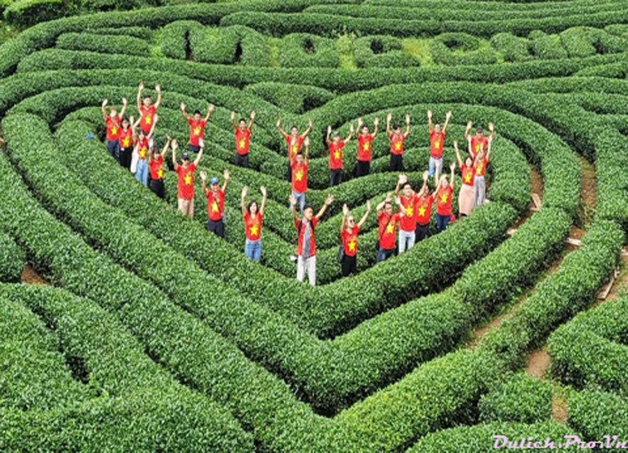 Review Kinh Nghiệm, Giá Vé ĐỒI CHÈ TRÁI TIM Mộc Châu 2025 - Dulich.Pro.Vn