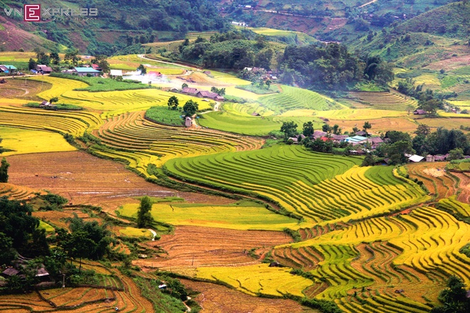Mùa vàng ở Sàng Ma Sáo, Lào Cai