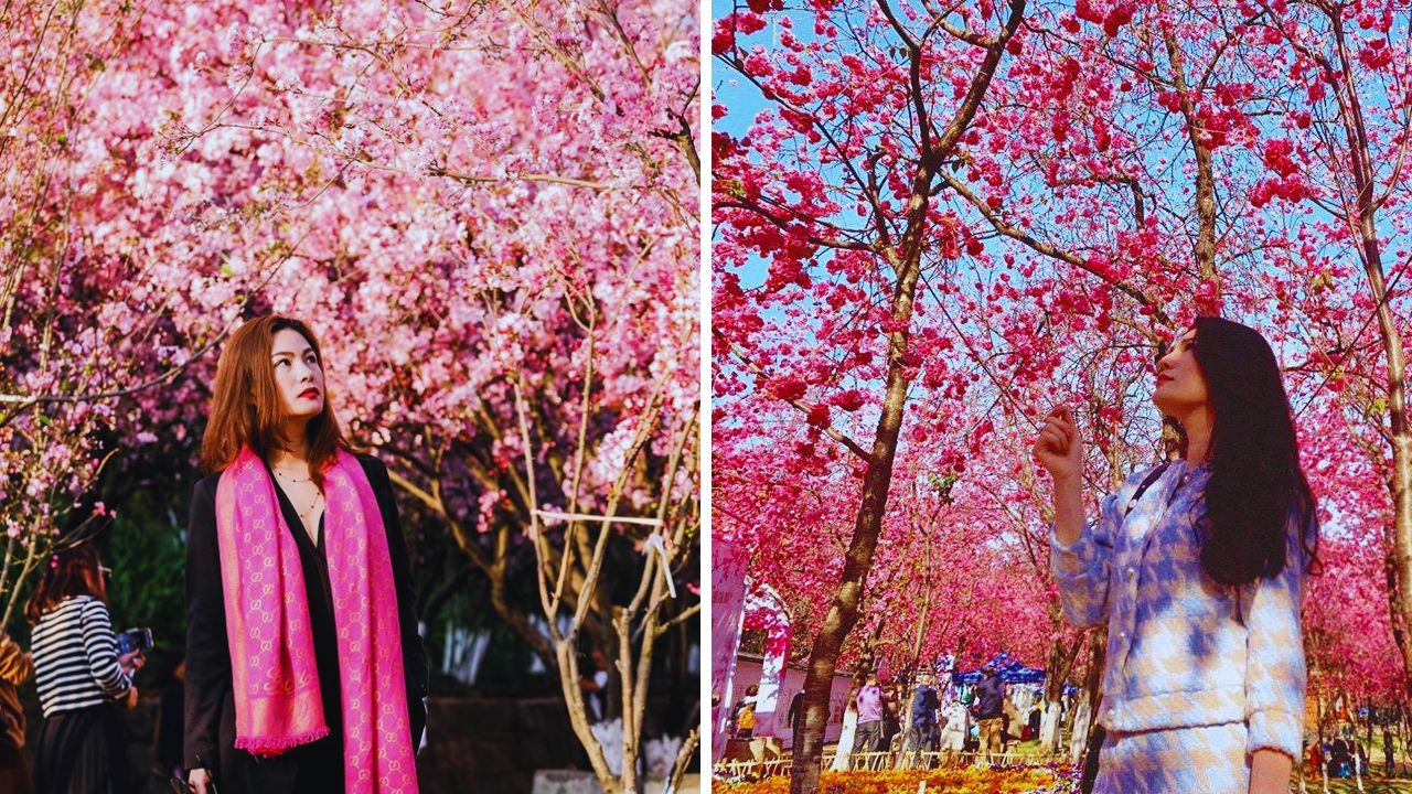 Bí kíp chụp ảnh hoa Anh Đào: Lưu giữ khoảnh khắc mùa Xuân