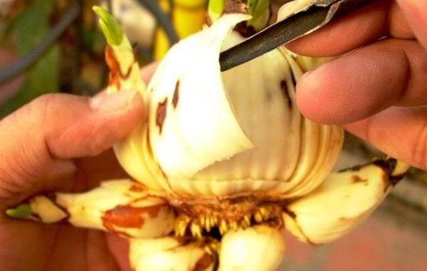 Cách trồng hoa thủy tiên trong nước - Kỹ thuật trồng hoa thủy tiên | VIGI- Sống Chậm Để Yêu Thương