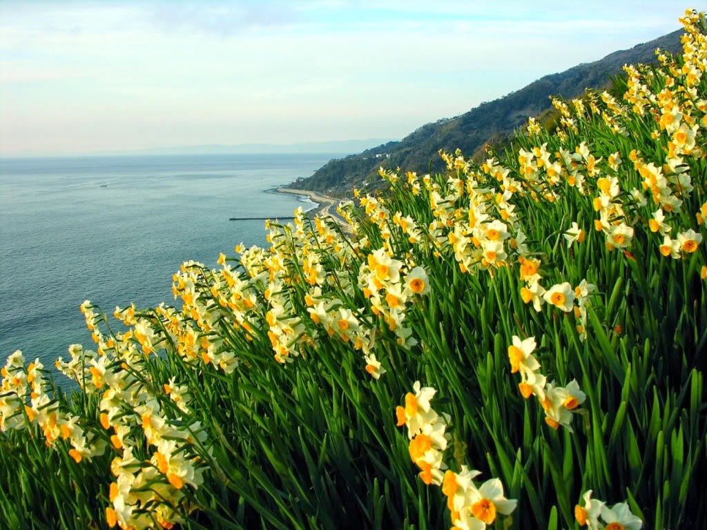 Giới thiệu về hoa thủy tiên - Shop hoa thủy tiên ViGreen | VIGI ...